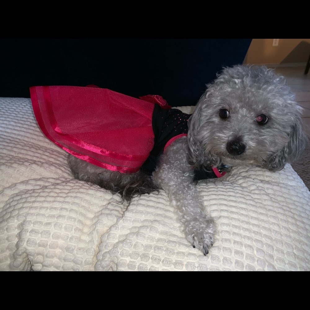Pet dress, medium size (dog is not for sale)